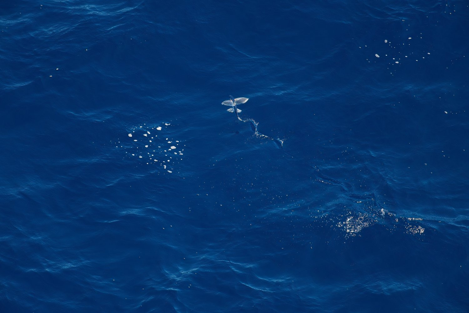 An aerial view of a deep blue ocean surface featuring a flying fish mid-leap, its elongated pectoral fins spread wide as it breaks the water. A white foam trail trails behind the fish, marking its launch, while scattered white foam patches and sparkling reflections dot the rippled water across the frame.
